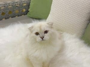 Özel Scottish Fold Erkek