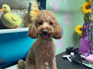 2 YAŞ ERKEK POODLE ACİL YUVA ARANIYOR