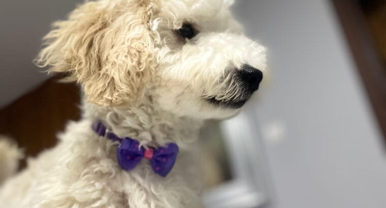 MİNYATÜR POODLE (LOKUM)