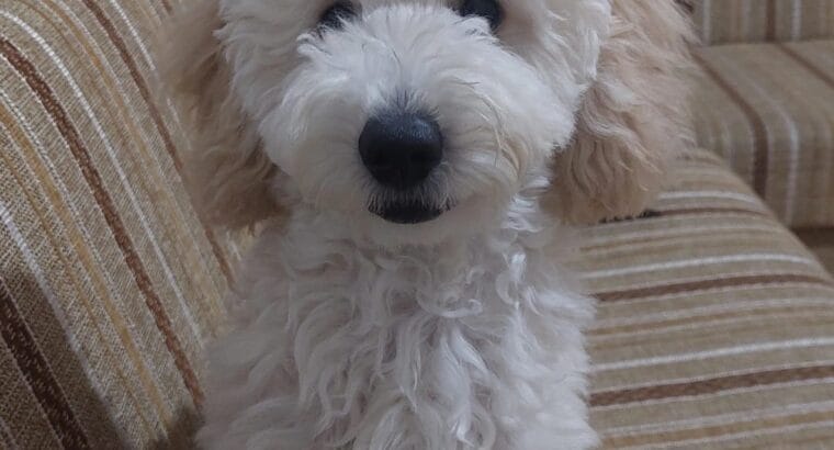 MİNYATÜR POODLE (LOKUM)