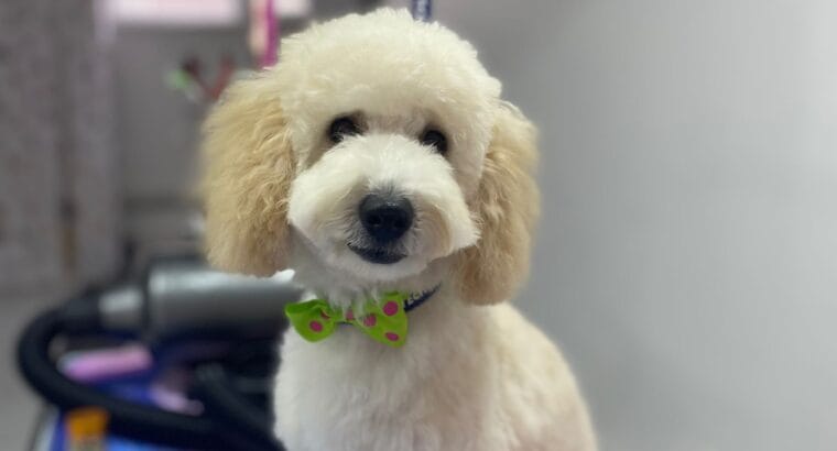 MİNYATÜR POODLE (LOKUM)