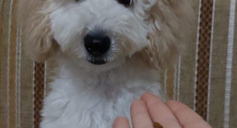 MİNYATÜR POODLE (LOKUM)