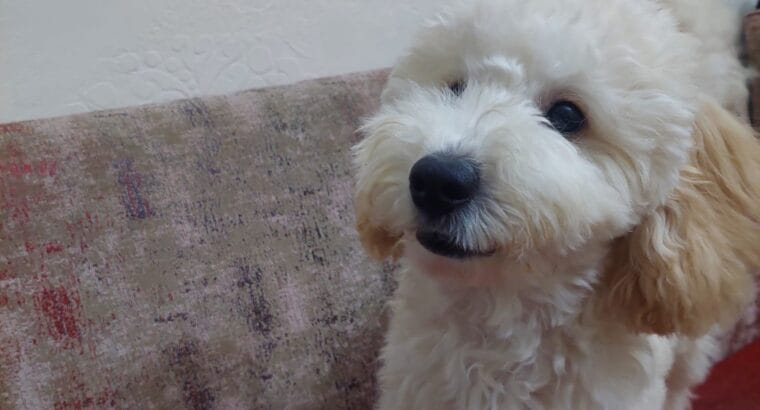 MİNYATÜR POODLE (LOKUM)