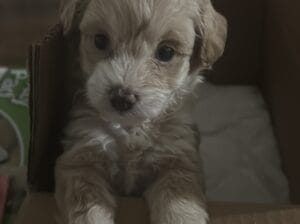 Maltipoo 3 aylık iç dış parazit aşıları yapıldı geleni üzmem