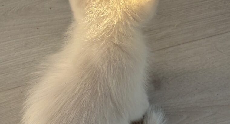 4 KARDEŞTEN GERİYE KALAN YAKIŞIKLI KEDİMİZ