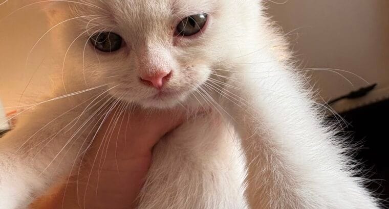 4 KARDEŞTEN GERİYE KALAN YAKIŞIKLI KEDİMİZ