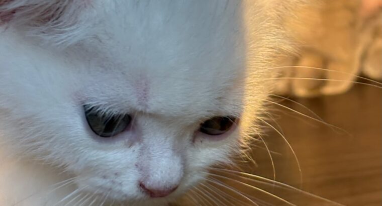 4 KARDEŞTEN GERİYE KALAN YAKIŞIKLI KEDİMİZ