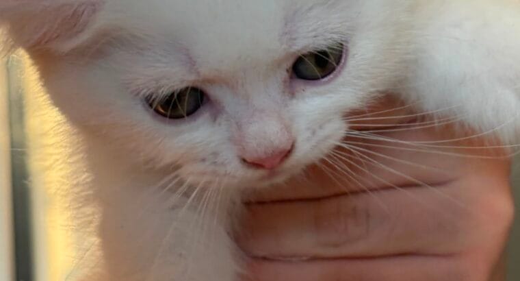 4 KARDEŞTEN GERİYE KALAN YAKIŞIKLI KEDİMİZ