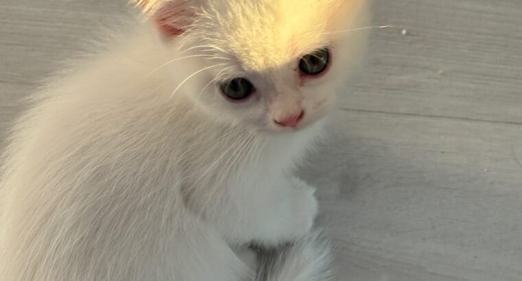 4 KARDEŞTEN GERİYE KALAN YAKIŞIKLI KEDİMİZ