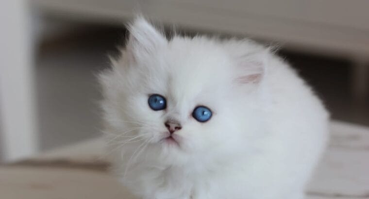 British longhair