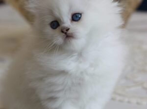 British longhair