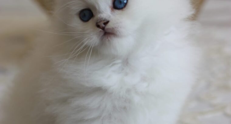British longhair