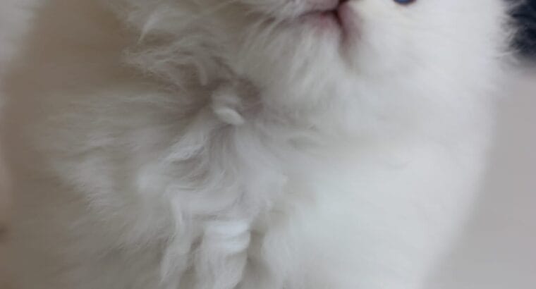 British longhair