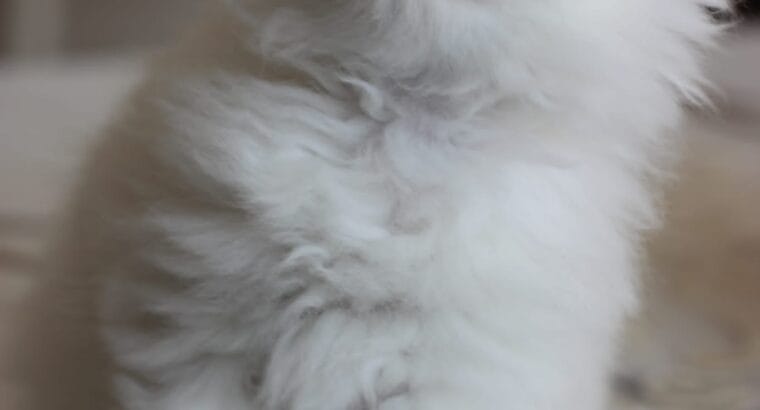 British longhair